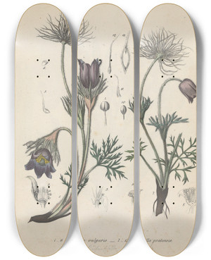 Triptych art skateboard deck of Friedrich Berge Giftpflanzenbuch Pl17 by Friedrich Berge (1811-1883)