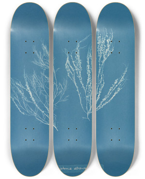 Triptych art skateboard deck of Anna Atkins Polysiphonia Atrorubescens by Anna Atkins (1799-1871)