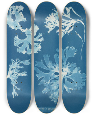Triptych art skateboard deck of Anna Atkins Rhodomenia Laciniata by Anna Atkins (1799-1871)