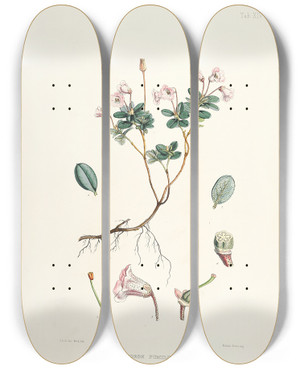 Triptych art skateboard deck of Walter Hood Fitch The Rhododendrons Of Sikkimhimalaya Pl14 by Walter Hood Fitch (1817-1892)