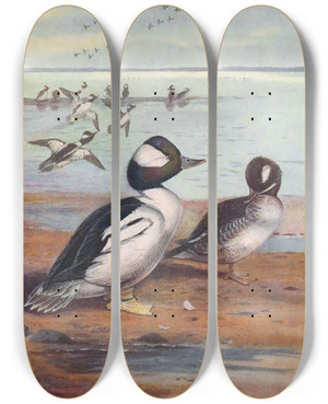 Triptych art skateboard deck of John Guille Millais Buffleheaded Duck by John Guille Millais (1865-1931)