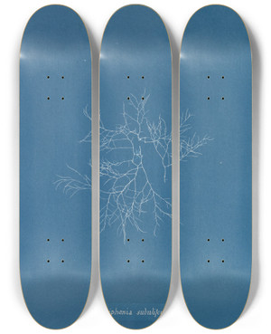 Triptych art skateboard deck of Anna Atkins Polysiphonia Subulifera by Anna Atkins (1799-1871)