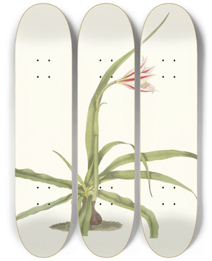 Triptych art skateboard deck of Priscilla Susan Bury Crinum Yuccides by Priscilla Susan Bury (1799-1872)