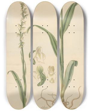 Triptych art skateboard deck of William Jackson Hooker Habenaria Dilatata by William Jackson Hooker (1785-1865)
