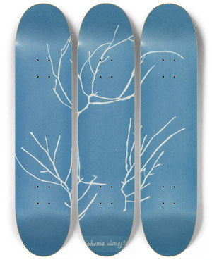 Triptych art skateboard deck of Anna Atkins Polysiphonia Elongata by Anna Atkins (1799-1871)