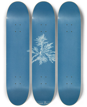 Triptych art skateboard deck of Anna Atkins Callithamnion Brodii by Anna Atkins (1799-1871)