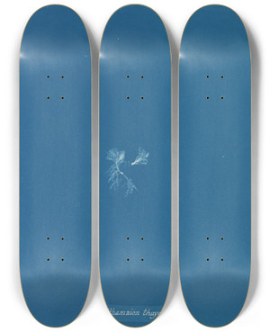 Triptych art skateboard deck of Anna Atkins Callithamnion Thuyoides by Anna Atkins (1799-1871)