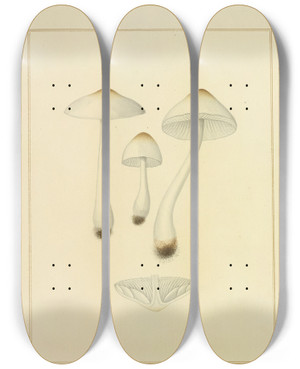 Triptych art skateboard deck of James Bolton Icons Fungorum Circa Halifax Sponte Nascentium Pl204 by James Bolton (1735-1799)