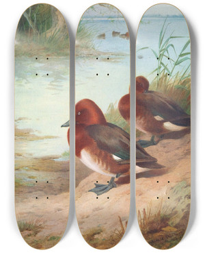 Triptych art skateboard deck of Archibald Thorburn Ferruginous Duck by Archibald Thorburn (1860-1935)