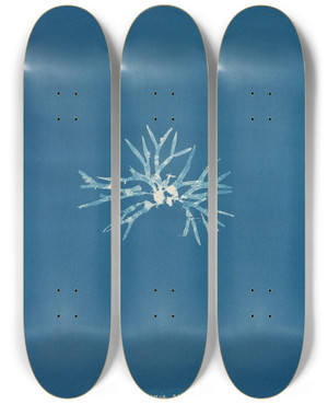 Triptych art skateboard deck of Anna Atkins Rhodomenia Palmetta by Anna Atkins (1799-1871)