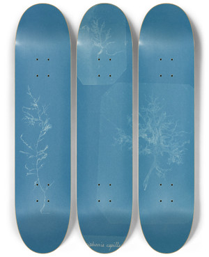 Triptych art skateboard deck of Anna Atkins Gloiosiphonia Capillaris_2 by Anna Atkins (1799-1871)