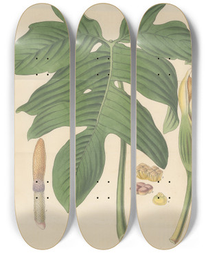 Triptych art skateboard deck of William Jackson Hooker Caladium Pedatum by William Jackson Hooker (1785-1865)