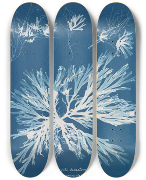Triptych art skateboard deck of Anna Atkins Dictyota Dichotoma In The Young State And In Fruit by Anna Atkins (1799-1871)