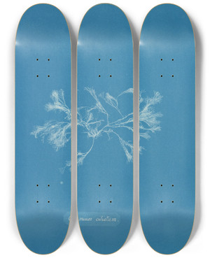 Triptych art skateboard deck of Anna Atkins Ceramium Ciliatum by Anna Atkins (1799-1871)
