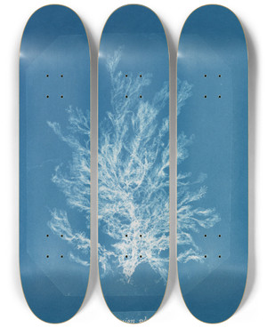 Triptych art skateboard deck of Anna Atkins Callithamnion Plumula by Anna Atkins (1799-1871)