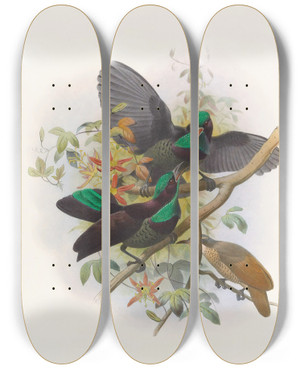 Triptych art skateboard deck of Daniel Giraud Elliot Ptiloris Victorie by Daniel Giraud Elliot (1835-1915)
