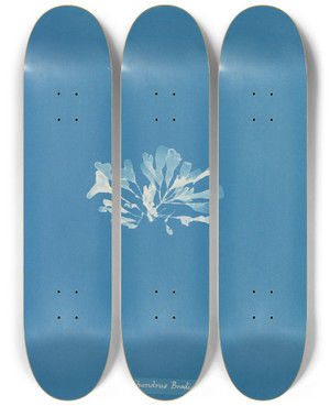 Triptych art skateboard deck of Anna Atkins Chondrus Brodii by Anna Atkins (1799-1871)