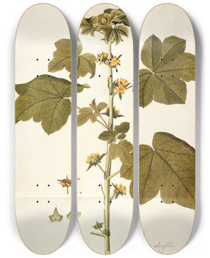 Triptych art skateboard deck of Nikolaus Joseph Freiherr Von Jacquin Malachea Alceaefolia by Nikolaus Joseph Freiherr Von Jacquin (1727-1817)