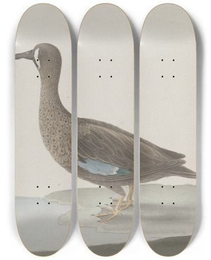 Triptych art skateboard deck of Ren De Rabi Natural History Of Saint Domingue Pl033 by Ren de Rabi (1700-1785)