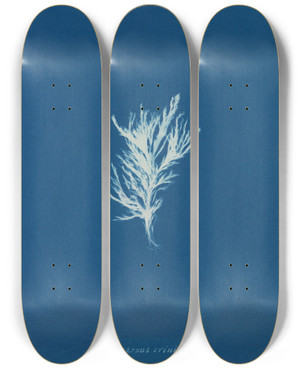 Triptych art skateboard deck of Anna Atkins Ectocarpus Crinitus_1 by Anna Atkins (1799-1871)