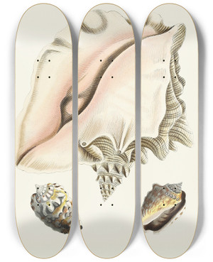 Triptych art skateboard deck of Heinrich Carl Kster Die Flugelschnecken Strombea Pl09 by Heinrich Carl Kuster (1807-1876)