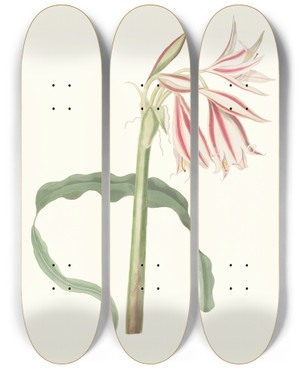 Triptych art skateboard deck of Priscilla Susan Bury Crinum Ornatum by Priscilla Susan Bury (1799-1872)