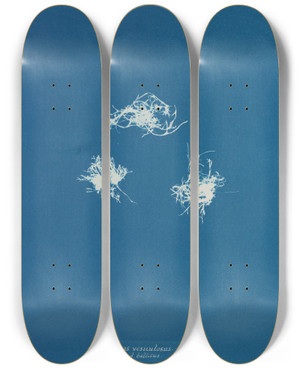 Triptych art skateboard deck of Anna Atkins Fucus Vesiculosus V Balticus by Anna Atkins (1799-1871)