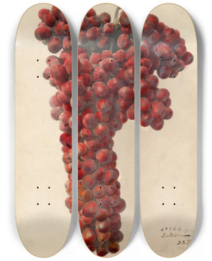 Triptych art skateboard deck of Deborah Griscom Passmore Vitis Sultanina Rosea_2 by Deborah Griscom Passmore (1840-1911)