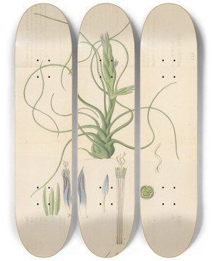 Triptych art skateboard deck of William Jackson Hooker Tillandsia Bulbosa by William Jackson Hooker (1785-1865)