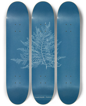 Triptych art skateboard deck of Anna Atkins Calithamnion Roseum by Anna Atkins (1799-1871)