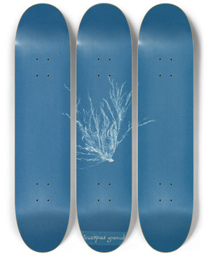 Triptych art skateboard deck of Anna Atkins Ectocarpus Granulosus_2 by Anna Atkins (1799-1871)