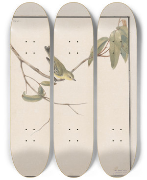 Triptych art skateboard deck of John William Lewin Original Watercolour Drawings Of Birds And Eggs Pl26 by John William Lewin (1770-1819)