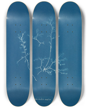 Triptych art skateboard deck of Anna Atkins Chylocladia Ovalis_2 by Anna Atkins (1799-1871)