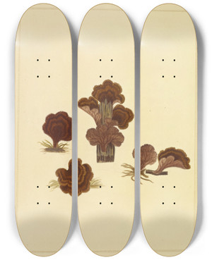 Triptych art skateboard deck of James Bolton Icons Fungorum Circa Halifax Sponte Nascentium Pl222 by James Bolton (1735-1799)