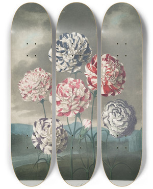 Triptych art skateboard deck of Robert John Thornton A Group Of Carnations by Robert John Thornton (1768-1837)