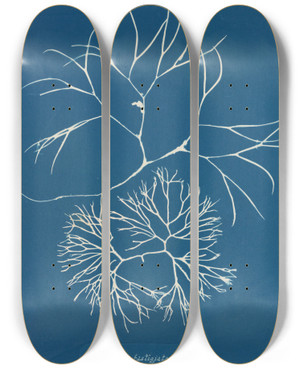 Triptych art skateboard deck of Anna Atkins Furcellaria Fastigiata_1 by Anna Atkins (1799-1871)