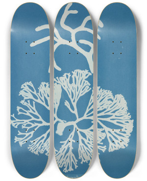 Triptych art skateboard deck of Anna Atkins Codium Tomentosum by Anna Atkins (1799-1871)