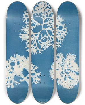 Triptych art skateboard deck of Anna Atkins Chondrus Crispus by Anna Atkins (1799-1871)