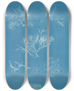 Triptych art skateboard deck of Anna Atkins Gelidium Corneum Vars_1 by Anna Atkins (1799-1871)