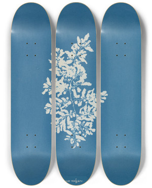 Triptych art skateboard deck of Anna Atkins Sargassum Vulgare by Anna Atkins (1799-1871)