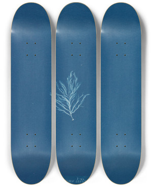 Triptych art skateboard deck of Anna Atkins Ectocarpus Littoralis_1 by Anna Atkins (1799-1871)