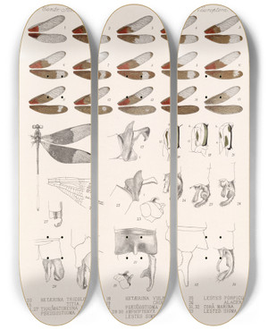 Triptych art skateboard deck of Frederick Ducane Godman Insecta Neuroptera Pl 2 by Frederick Ducane Godman (1834-1919)