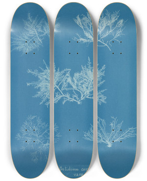 Triptych art skateboard deck of Anna Atkins Gelidium Corneum Vars_2 by Anna Atkins (1799-1871)