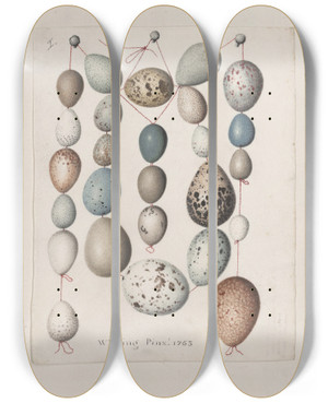 Triptych art skateboard deck of John William Lewin Original Watercolour Drawings Of Birds And Eggs Pl39 by John William Lewin (1770-1819)