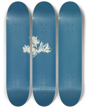Triptych art skateboard deck of Anna Atkins Mesogloia Moniliformis_1 by Anna Atkins (1799-1871)