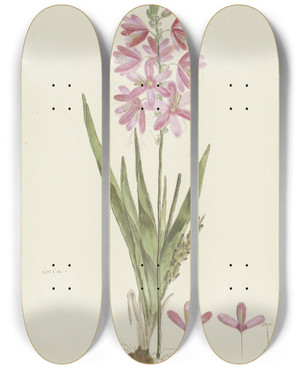 Triptych art skateboard deck of Robert Jacob Gordon Ixia Patens Aiton by Robert Jacob Gordon (1743-1795)