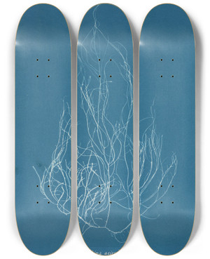 Triptych art skateboard deck of Anna Atkins Gigartina Acicularis by Anna Atkins (1799-1871)