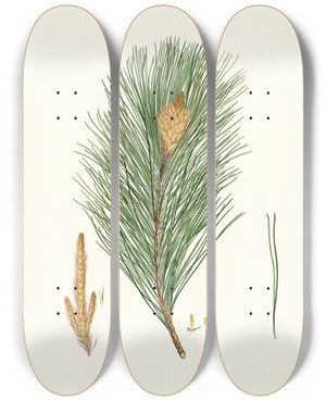 Triptych art skateboard deck of Aylmer Bourke Lambert Pinus Massoniana Indian Pine by Aylmer Bourke Lambert (1761-1842)