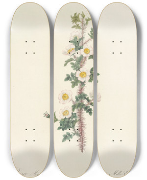 Triptych art skateboard deck of Pierre Joseph Redout Rosa Myriacantha by Pierre Joseph Redoute (1759-1840)