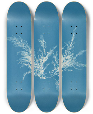 Triptych art skateboard deck of Anna Atkins Polysiphonia Byssoides_1 by Anna Atkins (1799-1871)